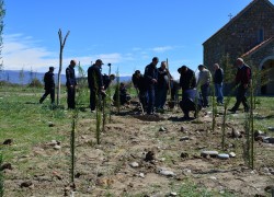 Planting of trees in Shindisi